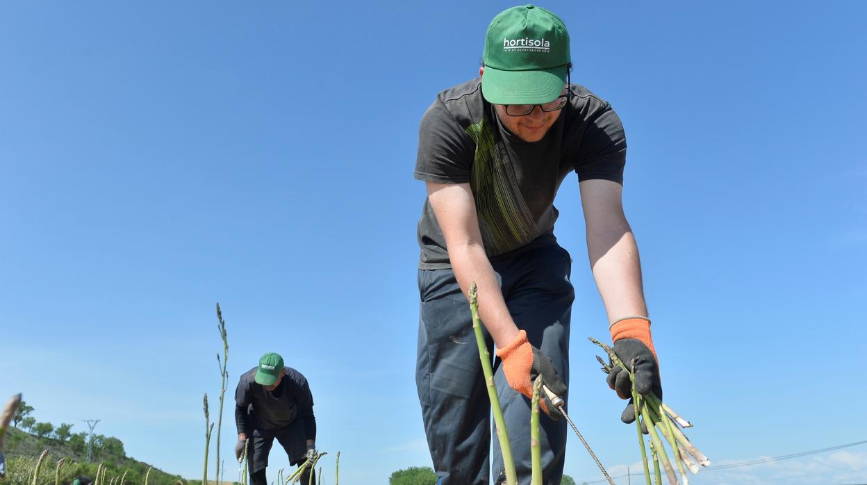 Entre las facilidades del decreto que se prorroga se encuentra la posibilidad de compatibilizar el trabajo agrícola con la percepción del paro