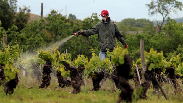 El Consejo de Ministros da luz verde a un paquete de ayudas de 90,5 millones para salvar al vino