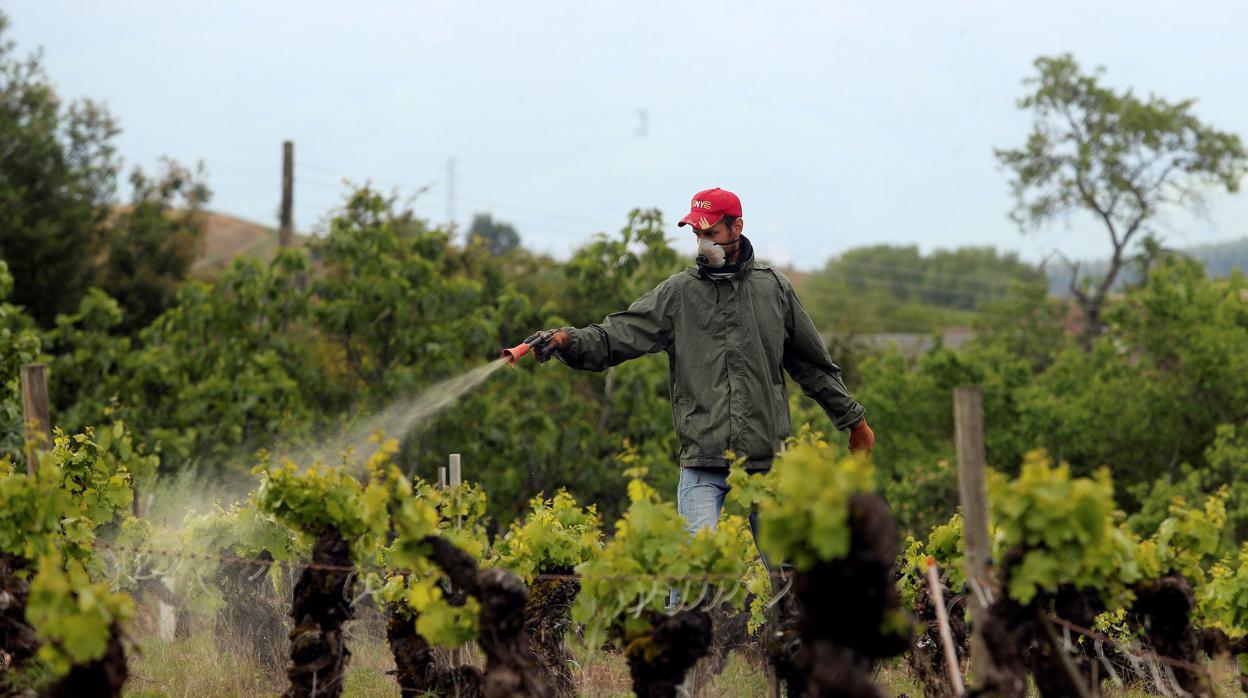 El Consejo de Ministros da luz verde a un paquete de ayudas de 90,5 millones para salvar al vino