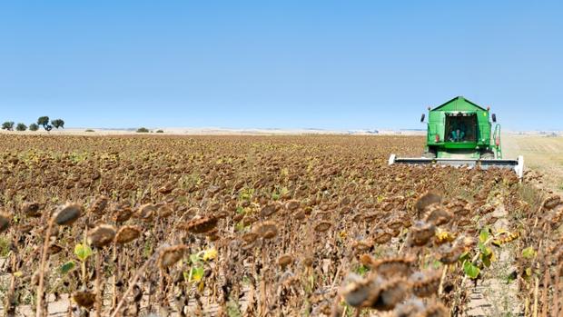 La ausencia de demanda de girasol alto oleico hace temer por los precios