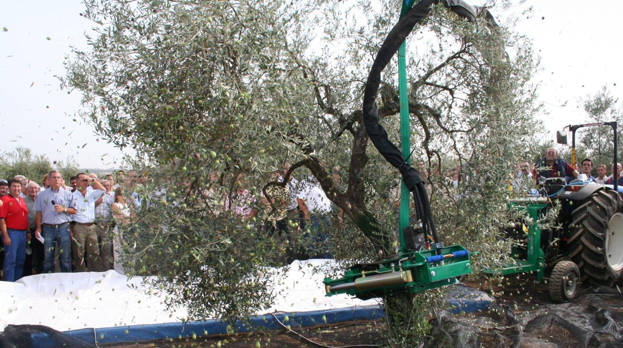 Los aranceles de Trump ponen en jaque 100.000 toneladas de aceitunas y 35.000 hectáreas de olivar