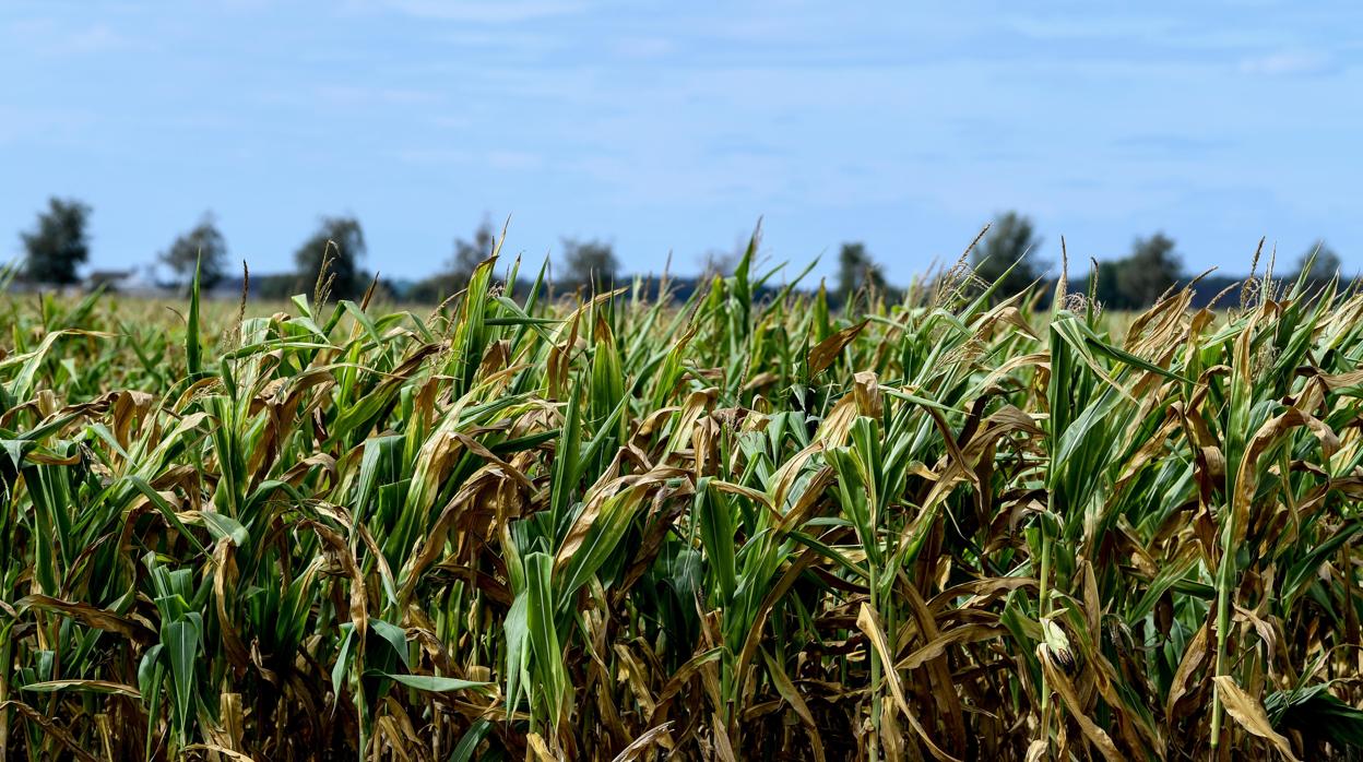 La agricultura es el sector más afectado en la paralización de la negociación colectiva