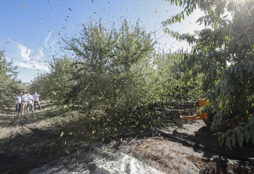 La caída de los precios no desinfla el «boom» del almendro en Andalucía