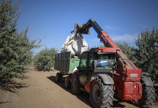 La maquinaria para el almendro es similar al olivar