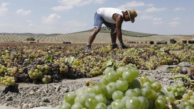 La vendimia Montilla-Moriles mantiene sus previsiones pese al temporal