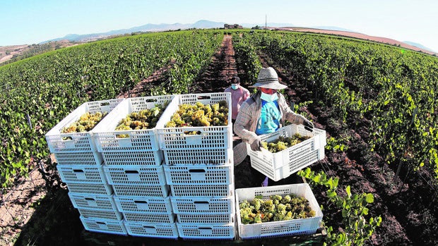 Vendimiar bajo la amenaza del Covid: El campo español se blinda contra la pandemia