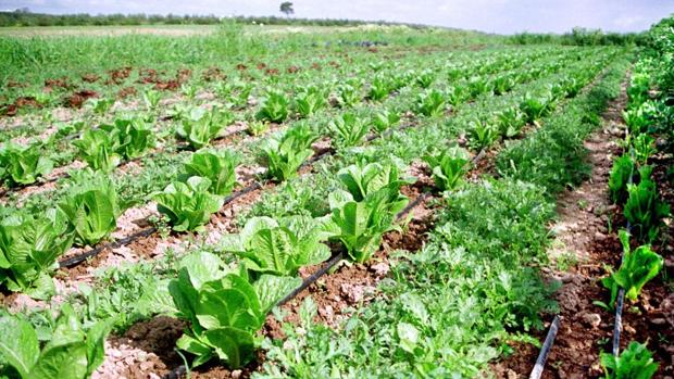 La preocupación por la salud acerca al sector de la comida ecológica a su punto de ebullición