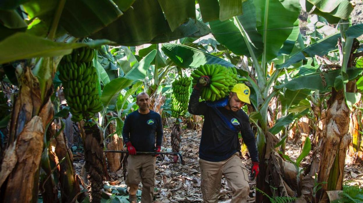 El plátano de Canarias, la asignatura pendiente que dejan los ministros de agricultura europeos