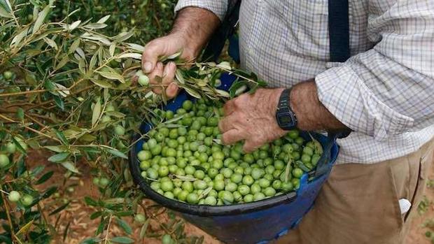 Acaba una corta y escasa campaña de aceituna de mesa