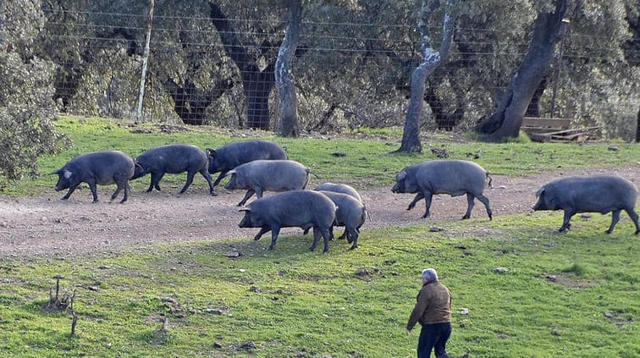 Cerdos ibéricos en la dehesa