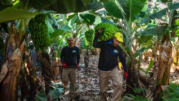 El Plátano de Canarias se salva por la mínima y mantendrá las ayudas europeas los dos próximos años