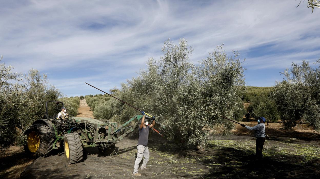 Recogida de la aceituna en un olivar de Córdoba