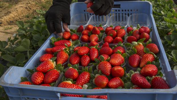 Las primeras variedades de fresas de la temporada ya se exportan desde Huelva