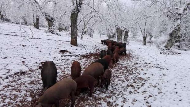 Agricultores y ganaderos, «al pie del cañón» en pleno temporal para garantizar el abastecimiento