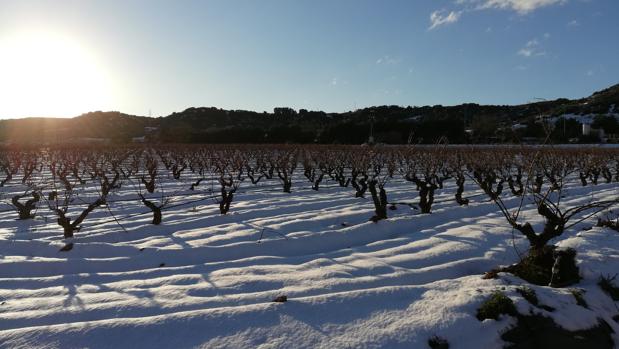 Año de nieves, año de bienes: Por qué Filomena le ha venido muy bien a las viñas