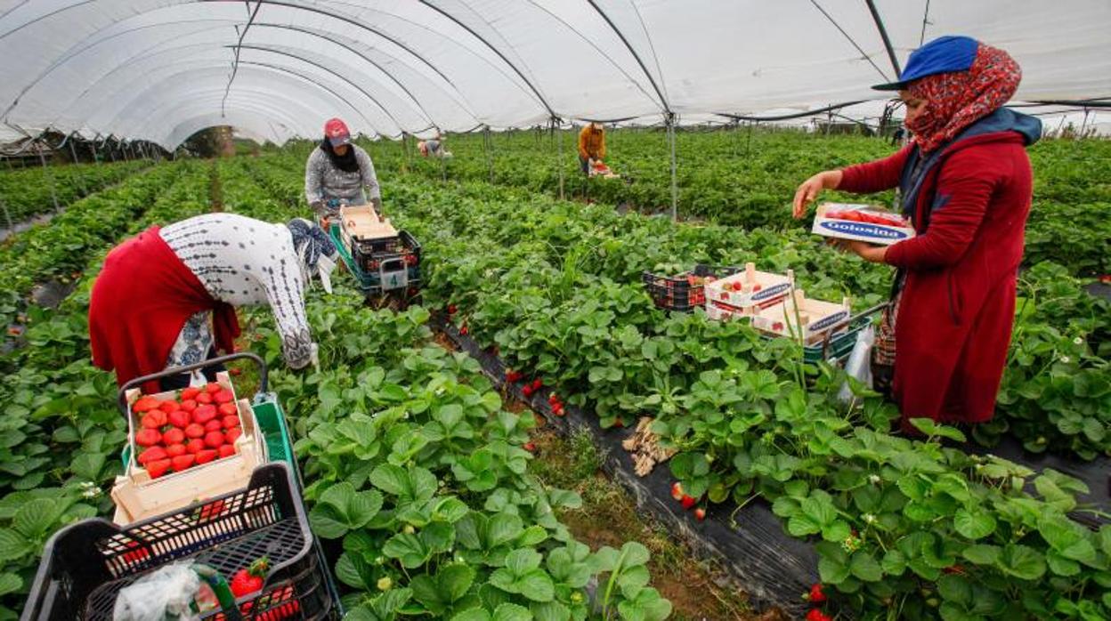 Asaja, COAG y UPA exigen precios de referencia para evitar abusos dentro de la Cadena Alimentaria