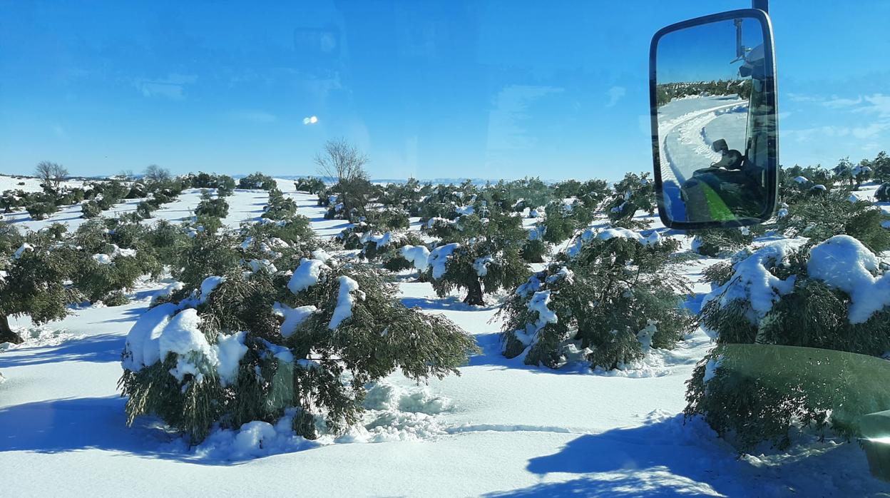 Desde organizaciones agrarias como Asaja coinciden en señalar en la necesidad de mejorar los niveles de contratación en algunos cultivos