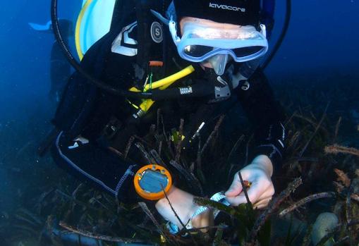 Un buzo recoge muestras marinas para analizar en el Campus de Excelencia Internacional del Mar