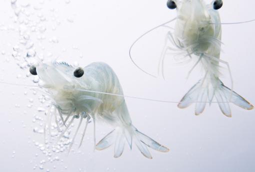 La empresa que trajo el mar a la meseta castellana