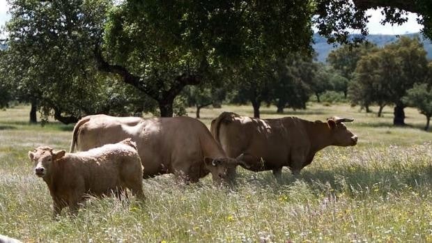 Los ganaderos perderán entre el 14 y el 18% de las ayudas con la nueva convergencia de la PAC