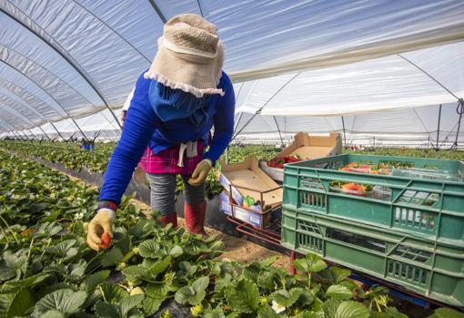 Una trabajadora recolecta fresas en un invernadero de Huelva