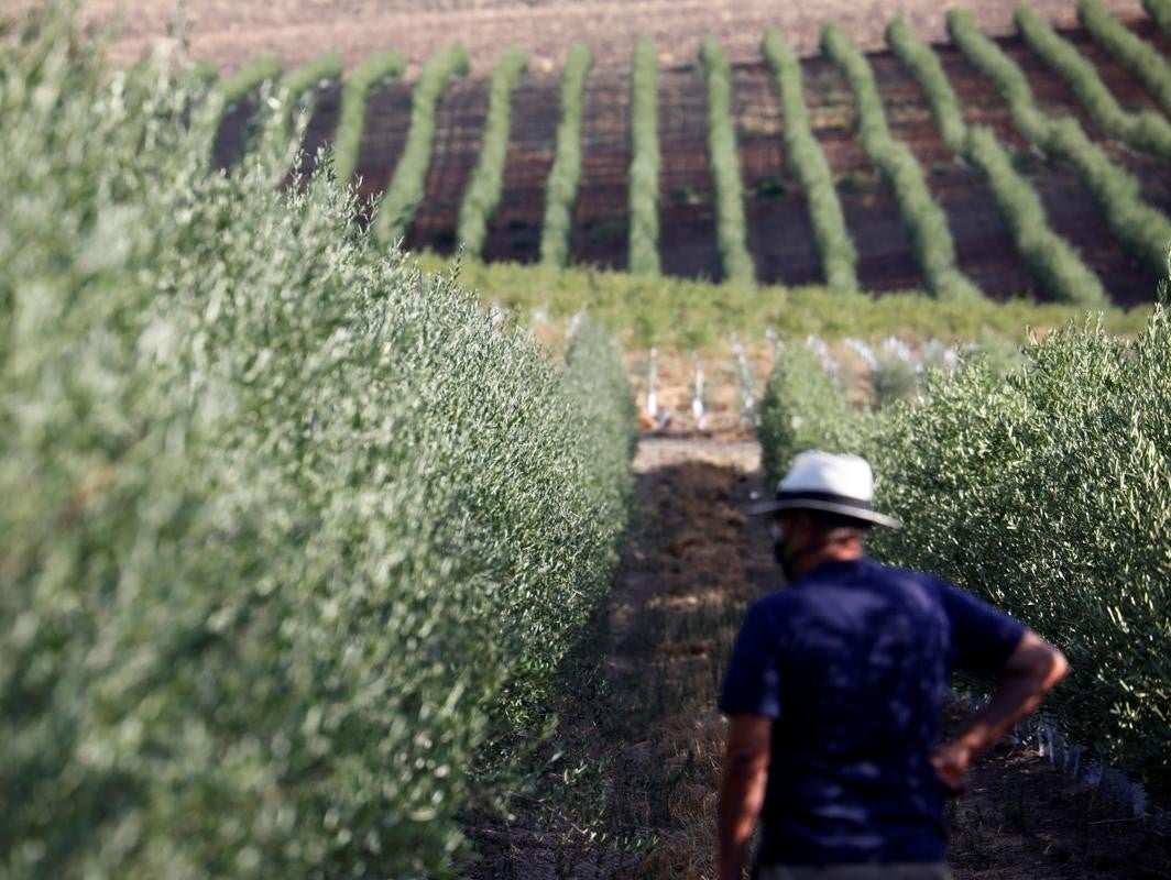 Olivar en la provincia de Córdoba