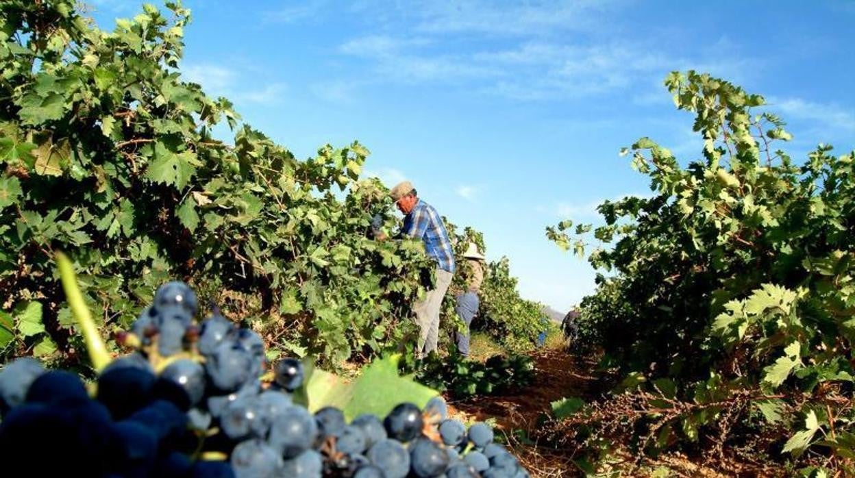 Félix Solís, García Carrión, Bodegas Navarro López y Bodegas Fernando Castro, en el punto de mira