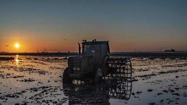 Las diez cifras que demuestran por qué el arroz de las marismas del Guadalquivir es un motor económico para Andalucía