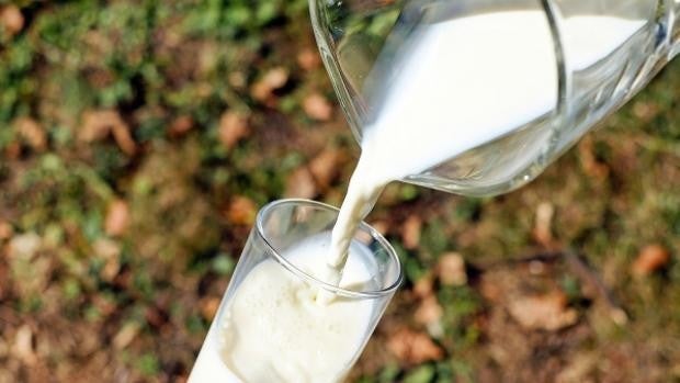 Investigadores andaluces trabajan en un preparado con leche de vaca que podría inmunizar contra el Covid-19