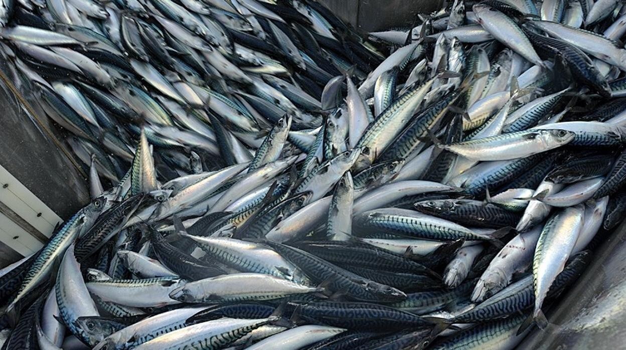 Los pescadores europeos llaman a boicotear los productos pesqueros de Noruega