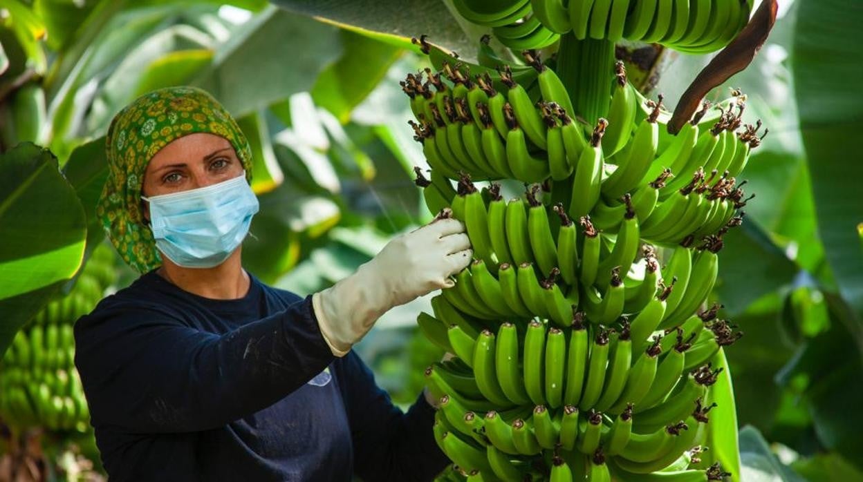 Desde las organizaciones de productores como Asprocan sostienen que supondría abrir «una puerta trasera» para que la banana americana entre en el mercado europeo sin arancel.