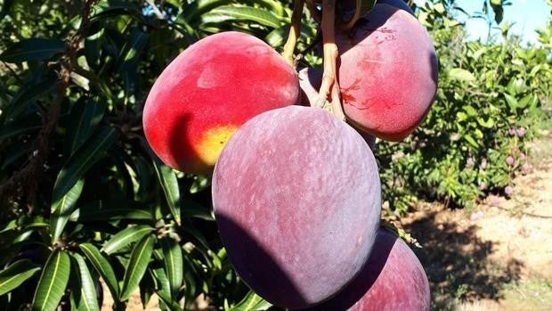 Andalucía, paraíso tropical: las frutas más exóticas que se cultivan en la región