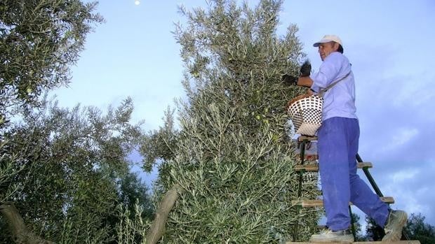 Las lluvias otoñales, el salvavidas que necesita el verdeo en Andalucía