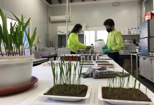 Laboratorio de Fertinagro Biotech, que ha puesto en macha la mayor planta de la UE de bioestimulantes para uso agrícola