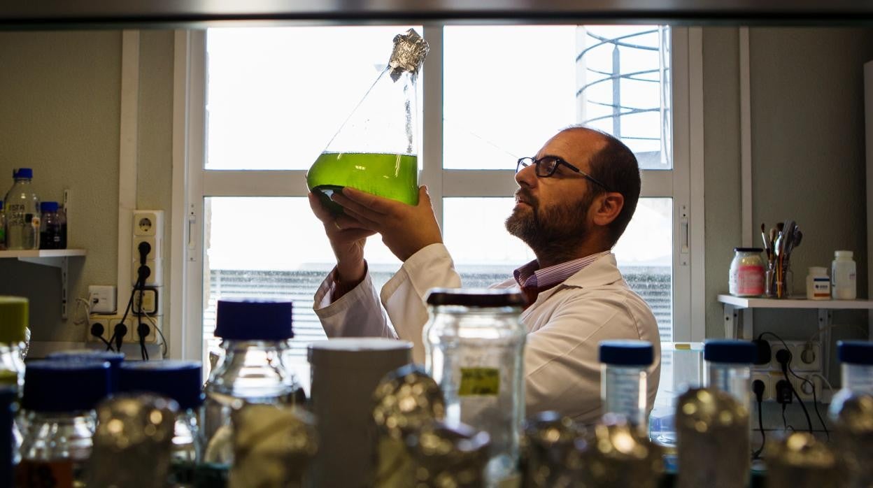 El investigador Vicente Mariscal estudia las cioanobacterias para crear un biofertilizante para los mil agricultores de la cooperativa Agroquivir