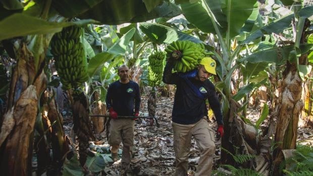 La otra factura del volcán: 72 millones de euros en pérdidas para los productores de plátano de Canarias