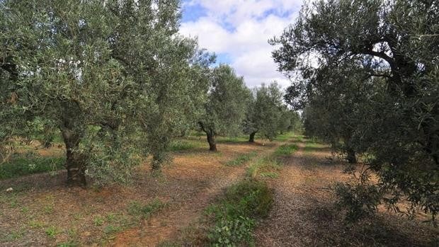 Baja más de 200 euros por hectárea el precio de la tierra agrícola en Andalucía