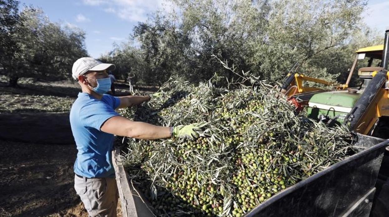 Solo en España, con la mayor superficie de olivar del mundo, hay registradas 1.500 envasadoras, 22 refinerías y 1.755 almazaras.