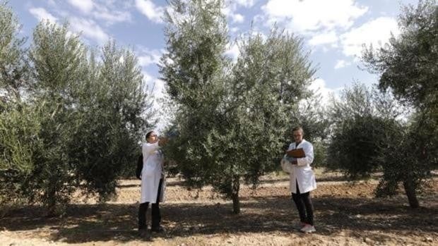 El Ifapa, la llave que abre el futuro innovador del campo andaluz