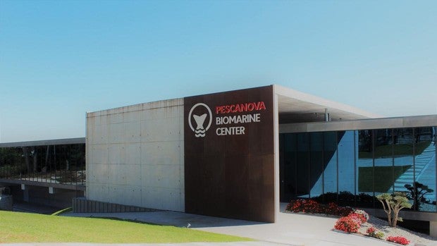 Nueva Pescanova comercializará los primeros pulpos criados en acuicultura en el verano de 2022