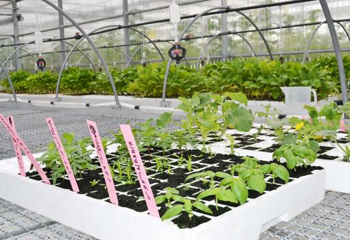 Intersemillas es una empresa familiar de Valencia, especializada en el mejoramiento de melón y sandía. Cuenta con su propio laboratorio para lograr nuevas variedades. «Estamos haciendo un gran esfuerzo inversor», afirma su responsable Pablo Pérez