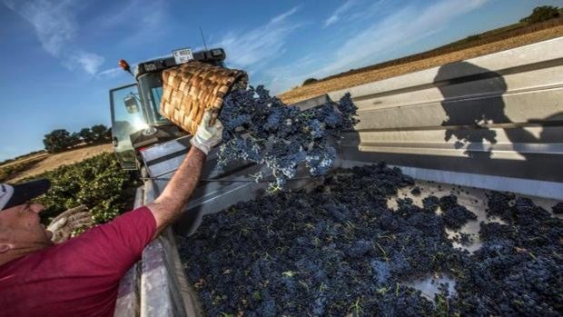 Las ventas de vino de Ribera del Duero vuelven a cifras prepandémicas y crecen un 9% respecto a 2019