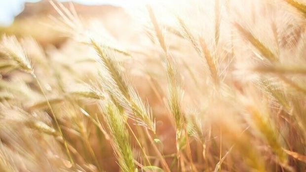 Producir nanocelulosa a partir de paja, la fórmula que puede hacer que los plásticos tengan los días contados