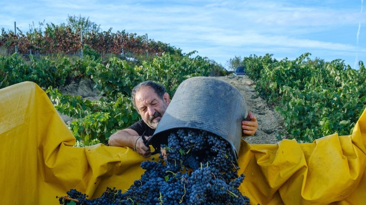 Un agricultor trabaja en la vendimia en los campos de Cenicero, La Rioja