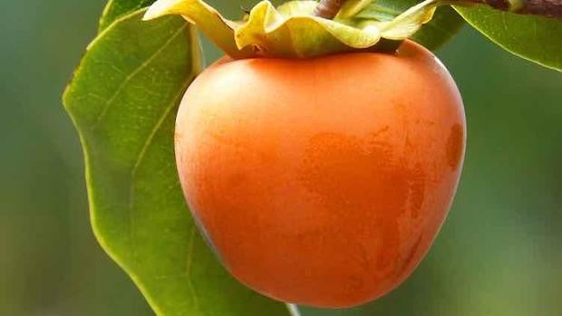 ¿Quieres ahorrar en la cesta de la compra? Estas son las frutas que viven su mejor momento (y precio) en diciembre