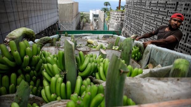 El Gobierno amplía hasta los 12 millones las ayudas al sector agrícola y pesquero de la isla de La Palma