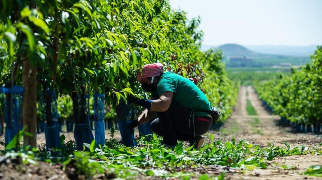 El sector agrario padece una temporalidad del 47%