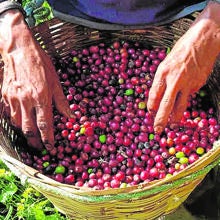 El cultivo de café ha sido el germen de la acción solidaria de la startup