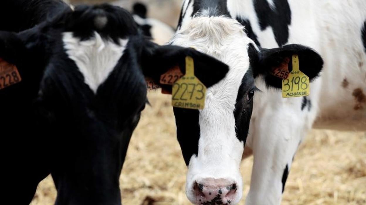 El futuro decreto de ordenación del bovino (carne y leche) se plantea limitar las explotaciones a unas 725 vacas de ordeño y 1.400 terneros de cebo (850 UGM, Unidad Ganadera Mayor)