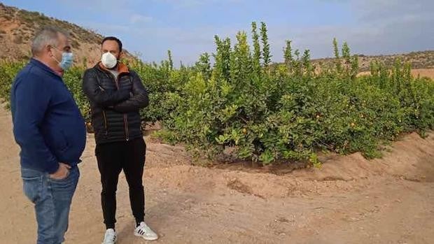 Un kilo de naranjas, 15 céntimos: los precios ruinosos que reciben los agricultores